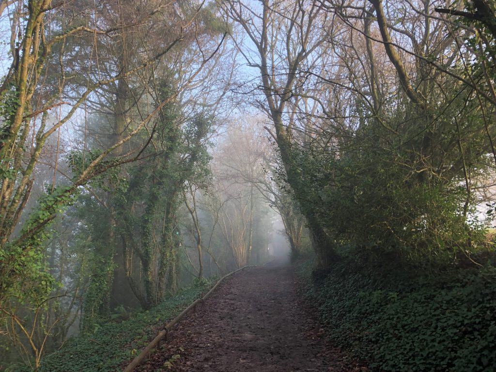 A path with trees either side. The path continues into the back of the picture and becomes covered in mist. 