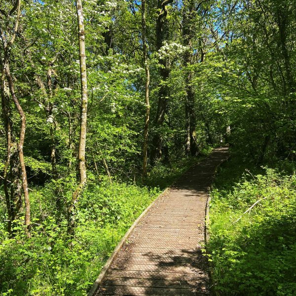 Woodland-Path